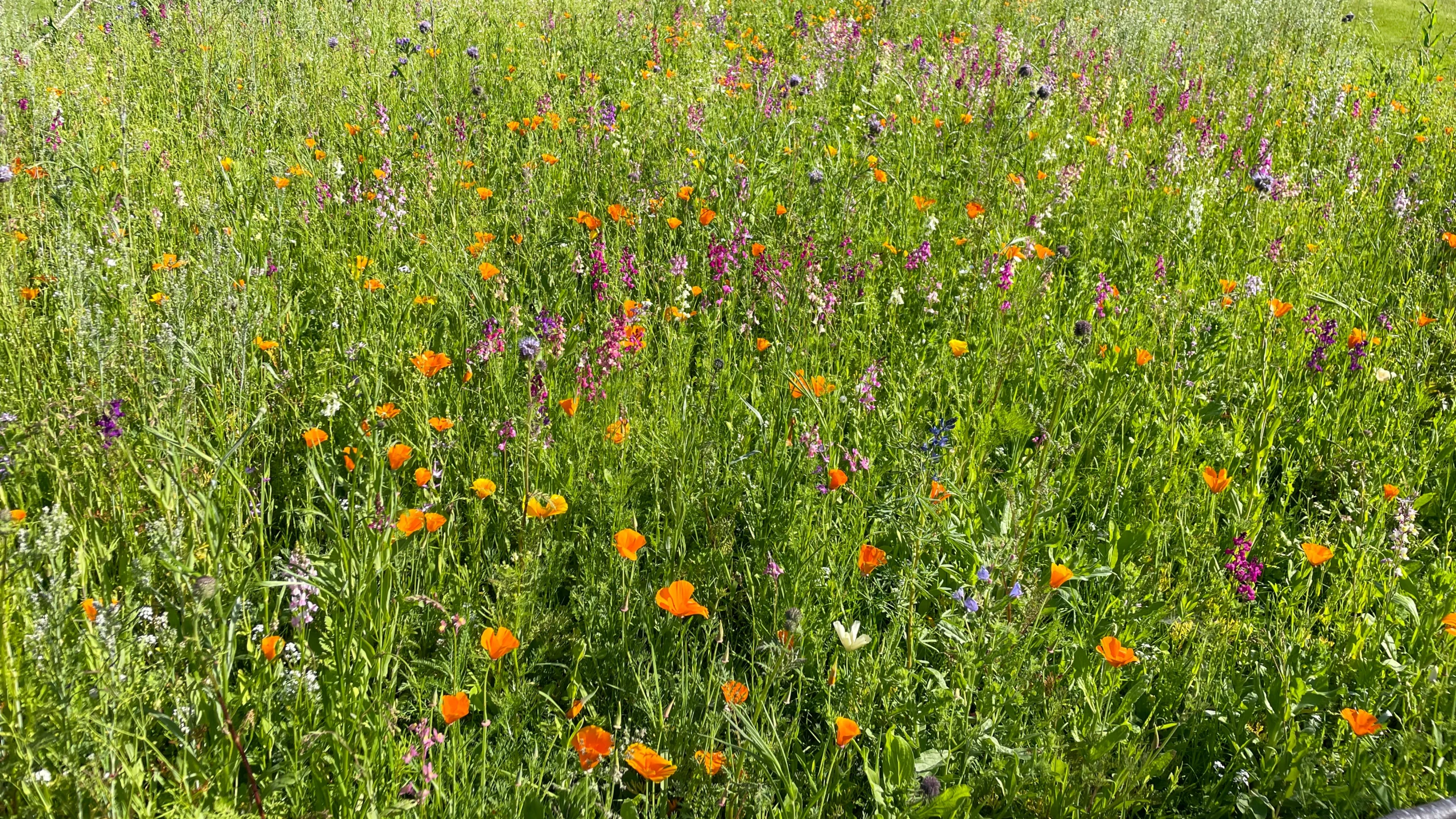 Vue plongée jardin gîte normandie avec massifs fleuris et aménagement paysager